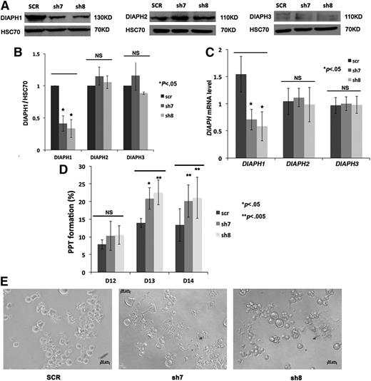 Figure 2. DIAPH1 knockdown by shRNA increases MK PPF. (A) Western blots revealed that shRNA (sh7 and sh8) targeting of DIAPH1 decreased DIAPH1 protein level (left), but not DIAPH2 (middle) and DIAPH3 protein (right) expression, relative to control shRNA (SCR). A 10% SDS-PAGE gel was used for protein separation. (B) DIAPH1 (left), DIAPH2 (middle), or DIAPH3 (right) protein levels (relative to HSC70) were analyzed by Image J in 3 independent experiments. Only DIAPH1 expression was decreased by sh7 and sh8. (C) RT-PCR (normalized to HPRT) results showed that only the DIAPH1 mRNA level was decreased by sh7 and sh8 (4 independent experiments). (D) DIAPH1 knockdown resulted in a marked increase in MK PPF relative to the control (scr) (5 independent experiments). (E) Phase-contrast microscopy images (lens ×20) of day 13 culture of control (SCR), sh7-, or sh8-infected MKs. There was more PPF in sh7- or sh8-infected cells. NS, no significant difference. *P < .05; **P < .005.