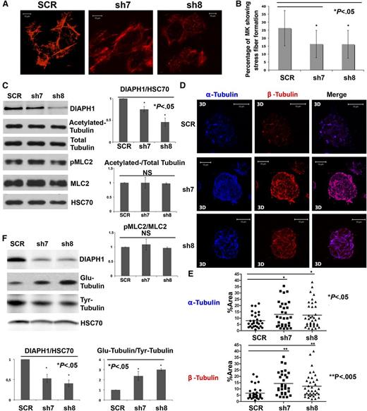 Figure 3. DIAPH1 knockdown decreases stress fiber formation, but increases tubulin polymerization and stability. (A) MKs transduced with different shRNAs (SCR, sh7, or sh8) after 1 hour of adhesion onto a fibrillar collagen I substrate for a stress fiber formation assay. MKs infected with sh7 (middle) and sh8 (right) showed fewer stress fibers than did control (SCR) (left). (B) MKs transduced with sh7 and sh8 showed 16.3% and 16.1% stress fiber formation, respectively, relative to 26.3% for the control (SCR) in 3 independent experiments. (C) DIAPH1 knockdown did not modify the ratio of pMLC2/MLC2 or of acetylated-tubulin/total tubulin. A 10% SDS-PAGE gels was used for protein separation (left). Three independent experiments were quantified with Image J (right). (D) CD41+ MKs infected with SCR, sh7, or sh8 were plated on collagen-coated slides for 1 hour and then treated for another hour with nocodazole. Tubulin polymerization assays were performed 10 minutes after washing. MKs infected with sh7 (middle) or sh8 (bottom) show increased tubulin polymerization relative to the control (top). The α-Tubulin is labeled in blue and β-tubulin in red. (E) MKs infected with sh7 or sh8 showed a greater α-tubulin or β-tubulin fluorescence area relative to total cell area (%Area). We quantified 30 to 40 cells for each condition in 3 independent experiments using Image J. The data are presented as means ± standard error of the mean. Top: α-tubulin (SCR: 8.04 ± 1.02; sh7: 12.96 ± 1.83; sh8: 12.37 ± 1.69). Bottom: β-Tubulin (SCR: 6.60 ± 0.96; sh7: 14.32 ± 1.61; sh8: 12.15 ± 1.58). (F) Western blots revealed that MKs infected with sh7 or sh8 presented a higher proportion of Glu-tubulin and a lower proportion of Tyr-tubulin relative to SCR controls. A 10% SDS-PAGE gel was used for protein separation (top). The expression ratios between DIAPH1 and HSC70 and between Glu-tubulin and Tyr-tubulin were quantified in 3 independent experiments using Image J (bottom). 3D, 3-dimensional. *P < .05; **P < .005.