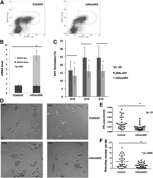 Figure 4. Expression of a constitutively active DIAPH1 (mDia1ΔN3) inhibits PPF. (A) CD41+GFP+ MKs were sorted by flow cytometry after infection with mDia1ΔN3 (right) or with the empty lentiviral vector (left) (pRRL-EF1α-PGKGFP, control) at day 7 of MK culture. (B) Quantitative RT-PCR for endogenous and exogenous mRNA expression in sorted CD41+GFP+ MKs. Total DIAPH1 mRNA expression was threefold to fourfold higher in MKs transduced with mDia1ΔN3 relative to controls (cells transduced with pRRL-EF1α-PGKGFP) in 3 independent experiments. (C) PPF measured from day 12 to day 14 in MK culture was lower in MKs expressing mDia1ΔN3 than in controls (cells transduced with pRRL-EF1α-PGKGFP) in 4 independent experiments. (D) mDia1ΔN3-expressing MKs (bottom) often presented proplatelets with shorter extensions and less branching than controls (top); phase contrast images with a ×20 lens. (E) Proplatelet area was measured by Image J in 3 independent experiments. The data are presented as mean ± standard error of the mean. The mDia1ΔN3-infected MKs (0.0018 ± 0.0002 mm2; n = 32) had a lower proplatelet area than controls (0.0008 ± 0.0001 mm2; n = 30). (F) Proplatelet branch numbers were counted in 3 independent experiments. The mDia1ΔN3-infected MK (6.57 ± 0.94; n = 32) showed less branching than the controls (cells transduced with pRRL-EF1α-PGKGFP) (2.81 ± 0.42; n = 35). *P < .01; **P < .0008.