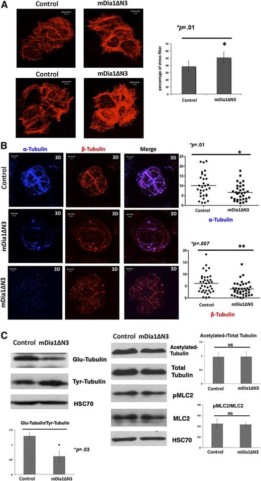 Figure 5. Expression of a constitutively active DIAPH1 (mDia1ΔN3) increases stress fiber formation and decreases tubulin polymerization and stability. (A) Left: A stress fiber formation assay was performed in sorted CD41+GFP+ MKs transduced with mDia1ΔN3 or with an empty vector as described in “Methods.” Right: A higher percentage (50.7%) of mDia1ΔN3 MKs showed stress fiber formation than did controls (38.5%) in 3 independent experiments. *P < .01. (B) Left: CD41+ MKs infected by mDia1ΔN3 or the control vector were plated on collagen-coated slides and treated for 1 hour with nocodazole. Tubulin polymerization assays were performed 10 minutes after recovery. The mDia1ΔN3-infected MKs showed lower tubulin polymerization relative to controls. Right: MKs infected by mDia1ΔN3 showed lower α-tubulin (top) or β-tubulin fluorescence area (bottom) relative to total cell area (%Area). We quantified 37 cells in each condition in 3 independent experiments using Image J. The data are presented as mean ± standard error of the mean. α-Tubulin: control: 10.10 ± 1.14; mDia1ΔN3: 6.64 ± 0.73. β-Tubulin: control: 6.14 ± 0.69; mDia1ΔN3: 3.82 ± 0.48. *P < .01; *P < .007. (C) Western blot analysis and quantification were performed in sorted CD41+GFP+ MKs transduced with mDia1ΔN3 or with an empty vector in 3 independent experiments showing that mDia1ΔN3 expression decreased the ratio between Glu-tubulin and Tyr-tubulin, but did not change the ratio between PMLC2 and MLC2. A 10% SDS-PAGE gel was used for protein separation. *P < .03.