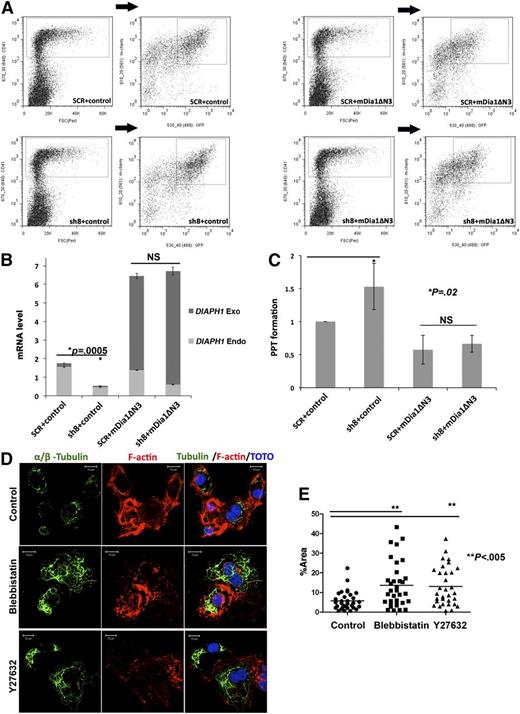 Figure 6. The constitutively active DIAPH1 (mDia1ΔN3) rescues the effects of shRNA-induced knockdown of DIAPH1. (A) CD41+GFP+Cherry+ MK populations double-infected with 2 lentiviral vectors containing GFP or Cherry were purified by flow cytometry. In each combination (top left: SCR plus control; bottom left: sh8+control; top right: SCR+mDia1ΔN3; bottom right: sh8+mDia1ΔN3), the CD41+ population was first gated and then the double-labeled population was obtained by gating the GFP+ Cherry+ population in the previously gated CD41+ population. (B) Quantitative RT-PCR showing the levels of endogenous and exogenous DIAPH1 mRNA in the double-infected populations purified by flow cytometry (3 independent experiments). (C) PPF was counted in the double-transduced MK population CD41+GFP+Cherry+. The increase of PPF caused by the shRNA targeting DIAPH1 was abolished by mDia1ΔN3 expression (4 independent experiments; PPF in SCR plus control MKs was used as a normalized baseline). (D) Tubulin polymerization assays in CD41+ MKs show that Rock or myosin II inhibition increased tubulin polymerization, but disturbed stress fiber formation. Top: Control; middle: Blebbistatin; bottom: Y27632. MKs were stained for tubulin (α and β, green) and phalloidin-TRITC (red); DNA was stained with TOTO (blue). (E) Blebbistatin or Y27632 incubation increased α-tubulin or β-tubulin fluorescence area relative to total cell area (%Area). There were 30 to 40 cells in each condition were quantified in 3 independent experiments using Image J. The data are presented as mean ± standard error of the mean: control (5.77 ± 0.85); blebbistatin (13.63 ± 1.99); Y27632 (13.07 ± 1.75). *P < .02; **P < .005.
