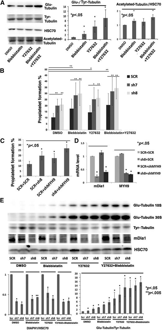 Figure 7. Effects of the double inhibition of DIAPH1 and Rock/myosin II on PPF. (A) Left: Western blot performed on CD41+ MKs at day 8 of culture revealed Glu-tubulin, Tyr-tubulin, and acetylated-tubulin expression after ROCK (Y27632, 10 μM) or myosin II inhibition (blebbistatin 25 μM) with overnight incubation. Right: The ratio of Glu-tubulin to Tyr-tubulin and quantification of acetylated-tubulin expression relative to HSC70 showed a clear increase of stable Glu-tubulin, but only a slight increase of acetylated-tubulin. (B) The sh7-, sh8- or SCR-transduced MKs were incubated overnight just before PPF (at day 10 of culture) with inhibitors of Rock (Y27632, 10 μM) or myosin II (blebbistatin 25 μM). Inhibition of Rock and of myosin II combined with DIAPH1 knockdown by shRNA increased PPF even more in 3 independent experiments. (C) Knockdown of both MYH9 and DIAPH1 by shRNA increased PPF more the knockdown of either alone in 3 independent experiments. MKs were double-infected with 2 lentiviral vectors containing GFP (shMYH9 or SCR control) or Cherry (sh8 or SCR control). CD41+GFP+Cherry+ populations (SCR plus SCR, SCR plus sh8, SCR plus shMYH9, or sh8 plus shMYH9) were purified by flow cytometry. (D) Quantitative RT-PCR showing DIAPH1 and MYH9 mRNA levels in double-infected MK populations (SCR plus SCR, SCR plus sh8, SCR plus shMYH9, or sh8 plus shMYH9). Cells were isolated by flow cytometry in 3 independent experiments. (E) Top: Western blots of sh7-, sh8-, or SCR-transduced MKs incubated overnight with inhibitors of ROCK (Y27632, 10 μM) or myosin II (blebbistatin, 25 μM) at day 8 of culture. Glu-tubulin levels increased even more after DIAPH1 knockdown combined with Rock/myosin inhibition. A 10% SDS-PAGE gel was used for protein separation. Bottom: The ratios of DIAPH1/HSC70 and Glu-tubulin/Tyr-tubulin showed a clear decrease of DIAPH1 expression and an increase of stable Glu-tubulin after DIAPH1 knockdown combined with inhibitor. DMSO, dimethylsulfoxide. *P < .05; **P < .005.
