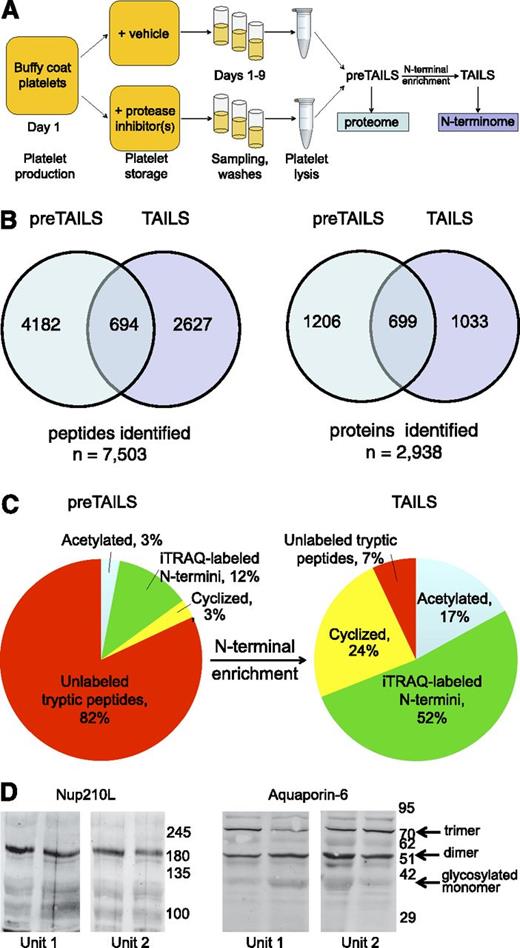 Figure 1. Characterization of platelet proteome and degradome during storage. (A) Experimental setup. Blood was collected from healthy volunteers on day 0. Platelet units were prepared using buffy coat method and according to Canadian Blood Services blood-banking protocols on day 1. After resting, platelet units were subdivided into smaller units and vehicle or protease inhibitors were added. The resulting platelet units were stored for 9 days under the blood-banking conditions at 22°C with agitation. Platelet aliquots were sampled throughout storage. Platelets were washed, lysed, and subjected to proteomic analyses using TAILS and pre-TAILS approaches (similar to shotgun analysis) to yield the platelet N-terminome and proteome, respectively. In total, 4 TAILS analyses and 1 pre-TAILS analysis were performed. (B) Overlap in the number of total peptides (left) and proteins (right) identified by pre-TAILS and TAILS analyses. (C) Distribution of internal and N-terminal peptides among 5648 and 1878 peptides identified before (left) and after (right) N-terminal enrichment in 4-plex pre-TAILS and TAILS analyses of the same sample, respectively. N-terminal peptides originally present in the sample include naturally blocked (by Nα-acetylation) and free N termini. Free N termini become iTRAQ-labeled in TAILS protocol unless cyclization renders these unreactive (cyclization occurs with peptides with N-terminal glutamine, asparagine, and carbamidomethylated cysteine residues). The unlabeled peptides represent internal peptides released by trypsin during the proteome digest prior MS analysis. (D) Western blot validation of 2 “missing” proteins in the human proteome identified proteomically: nuclear pore membrane glycoprotein 210-like (Nup210L; left panel) and aquaporin-6 (right panel). Protein expression in 2 individual platelet units is shown. Arrows indicate different positions of the glycosylated and oligomerization forms of aquaporin-6 as previously assigned.31