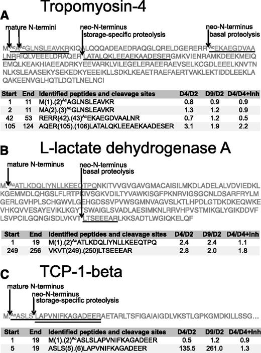 Figure 4. Examples of proteolytic processing identified by TAILS in stored platelets. Platelets were stored under blood-banking conditions for 9 days with or without EDTA-free cOmplete protease inhibitor cocktail, and the platelet proteome from different days was characterized by 4-plex iTRAQ TAILS (day 2, day 4, day 4 + inhibitors, day 9). Examples of the identified N termini are shown for tropomyosin-4 (A), l-lactate dehydrogenase A (B), and TCP-1β (C). Peptides identified by TAILS are underlined within the respective protein sequences; sequence positions of internal neo- and natural N termini are indicated by arrows. Start and end position of the identified peptides and their N-terminal modifications, sequences, preceding amino acids, and iTRAQ ratios are shown. Ac denotes N-terminal acetylation.