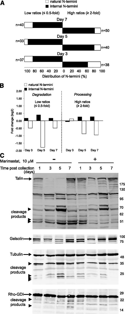 Figure 6. Effect of exogenous broad-spectrum metalloproteinase inhibitor on platelet N-terminome during storage. Platelets were stored under blood-banking conditions for 7 days in the absence or presence of 10 μM marimastat. Two technical replicates were performed. Platelet proteomes from different time points and conditions were analyzed by 8-plex iTRAQ-TAILS analyses. Out of 1999 high-confidence peptides identified by TAILS in 2 technical replicates, 1111 could be quantified and had positional annotation in the UniProt/Swiss-Prot database. (A) Quantitative overview of the 178 N-terminal peptides that were significantly up- (ratios ≥2; right side of the graph) or downregulated (ratios ≤0.5; left side of the graph) in response to marimastat on at least 1 sampling day (ie, as indicated by iTRAQDMSO/Marimastat on days 3, 5, and 7). Percentile fraction of internal or neo-N termini (black bars) and natural N termini (white bars) is shown. Number of peptides in each category is shown. (B) Fold enrichment of neo- (black bars) vs natural (white bars) N termini for significantly up- (ratios ≥2; right side of the graph) or downregulated (ratios ≤0.5; left side of the graph) N termini are shown. For each category, percentile distribution of internal and natural N termini was normalized for the total levels of these N termini observed among a total of 1111 quantifiable and positionally annotated peptides (ie, 31% and 69% of natural and internal N termini, respectively) and expressed as a log2 ratio. (C) Western blot validation of metalloproteinase substrates identified by TAILS: tubulin, ρ-GDI, gelsolin, talin. Protein expression was evaluated in 2 individual platelet units in at least 2 technical replicates, and representative blots are shown. Arrows and arrowheads indicate position of the full-length protein and cleavage products, respectively.