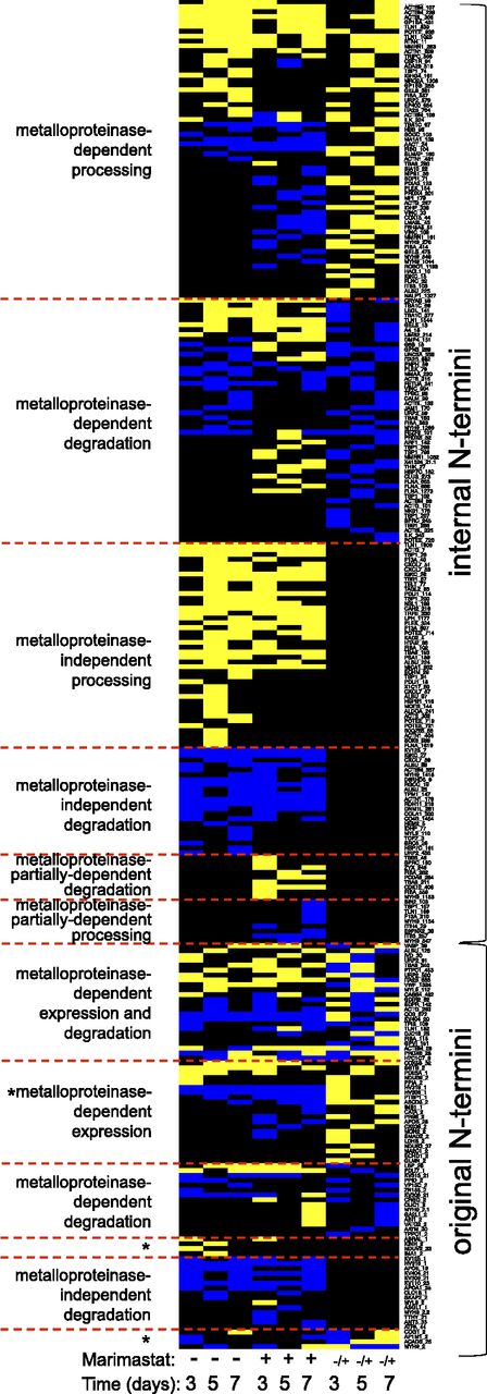 Figure 7. Effect of marimastat on the platelet N-terminome during storage. Heatmap overview of time-dependent changes in relative abundance of peptides from platelets stored in the absence (3 columns on the left) or presence (3 columns in the middle) of marimastat. iTRAQ values for 1111 quantifiable and positionally annotated high-confidence peptides were normalized for the starting value on day 1. Only the peptides that were significantly regulated up (ratios ≥2, yellow) or down (ratios ≤0.5, blue) in at least 1 condition (when compared with day 1) are shown. Black indicates intermediate iTRAQ ratios (0.5 ≥ ratios ≤ 2) that did not reach our statistical significance cutoff. Last three columns on the right show marimastat response of the same peptides on specific days (ie, DMSO/marimastat ratios on days 3, 5, and 7). Original and internal N-terminal peptides were sorted based on their ratios and presented separately. Generalized responses of the main peptide clusters are described on the left-hand side of the heatmap. *Denotes natural N termini of proteins where expression is affected by metalloproteinases/marimastat via an indirect mechanism (ie, through control of protein synthesis or uptake and not by direct cleavage of these proteins). Gene symbols of the corresponding proteins are shown.