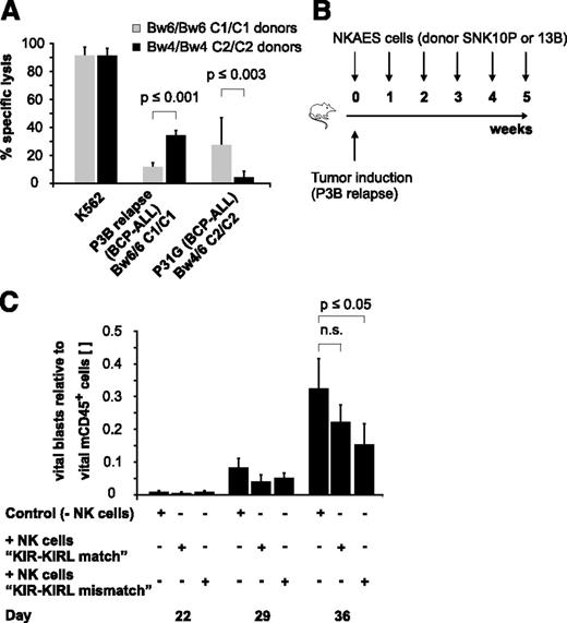 Figure 1. KIR-KIRL mismatch constellations promote the alloreactivity of cytokine-matured NK cells toward pediatric BCP-ALL in vitro and in vivo. (A) In vitro NK-cell alloreactivity toward BCP-ALL is donor-dependent. Shown is the specific lysis of KIR-KIRL mismatched or matched donors toward the two chosen BCP-ALL samples, P3B relapse and P31G (E:T ratio of 10:1). Cytotoxicity toward K562 cells is included as positive control. Data represent 2 independent experiments performed in triplicates. Donor/patient-specific KIR-KIRL repertoire constellations of the 6 donors SNK9A, SNK10P, SNK21BC, SNK13-15B are depicted in Table 1. (B-C) Donor selection influences the in vivo alloreactivity of NKAES cells toward pediatric BCP-ALL. (B) Experimental setup for Figure 1C. (C) Adoptively transferred NKAES cells of a KIR-KIRL mismatched donor (SNK13B) exert higher in vivo alloreactivity toward P3B than control NKAES cells of a KIR-KIRL matched donor (SNK10P). Data are representative of 1 experiment performed with 11 mice.