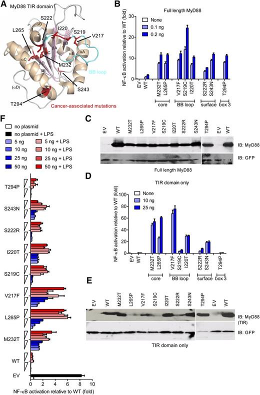 Figure 1. Lymphoma-associated MyD88 mutants and their isolated TIR domains constitutively hyperactivate NF-κB signaling. (A) Structure of a human MyD88 TIR monomer (Protein Data Bank accession number 2JS7) with lymphoma-associated mutations highlighted in red. The α helices are shown in beige and β sheets in light pink. The BB loop is shown in cyan. (B-F) HEK293 cells were transfected with plasmids for full-length (B-C) or TIR-domain–only (D-F) constructs of lymphoma-associated MyD88 mutants, in parallel with NF-κB–inducible firefly luciferase and constitutive Renilla luciferase reporters, and TLR4 and MD-2 plasmids (F only). Cells were harvested 24 hours later (B-E) or stimulated with LPS (100 ng/mL) for another 24 hours (F). Luciferase activity was measured by DLA (B,D,F) or separately transfected cell lysates loaded on SDS polyacrylamide gel electrophoresis (PAGE) for immunoblot (C,E). For panels B, D, and F, data presented are means + standard deviation (SD) of triplicate samples, and for panels B to F, data shown are representative of at least 3 independent experiments. EV, empty vector; IB, immunoblot.