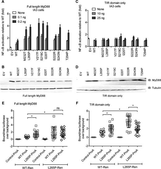 Figure 2. Augmented heterodimerization of lymphoma-associated mutants and WT MyD88 TIR domain. (A-D) MyD88-deficient HEK293-I3A cells were transfected with plasmids for full-length (A-B) or TIR-domain–only (C-D) constructs of lymphoma-associated MyD88 mutants, in parallel with NF-κB–inducible firefly luciferase and a constitutive Renilla luciferase reporters. Cells were harvested 48 hours later; 1 lysate aliquot was used for luciferase activity measurement by DLA (A,C) and another for immunoblot upon 15% SDS-PAGE separation (B,D). Data presented are means + SD of triplicate samples, and data shown are representative of at least 3 independent experiments. (E-F) The L265P mutation leads to increased TIR-TIR oligomerization. LUMIER luciferase analysis from HEK293T cells transfected with Protein A–tagged and Renilla luciferase–tagged WT or L265P mutant full-length (E) or TIR-domain–only (amino acid sequence 155-294) (F) MyD88 constructs. Forty-eight hours posttransfection, cells were lysed and raw luciferase measured in 10% of the lysate sample. The remainder was used for Protein A purification on immunoglobulin G magnetic beads and subsequent measurement of bound luciferase. Data represent ratios of bound vs raw luciferase for each transfection upon subtraction of background (Protein A–only control bait) combined from 7 identical experiments. Means ± SDs are shown and differences tested using a Mann-Whitney U t test. EV, empty vector; IB, immunoblot.
