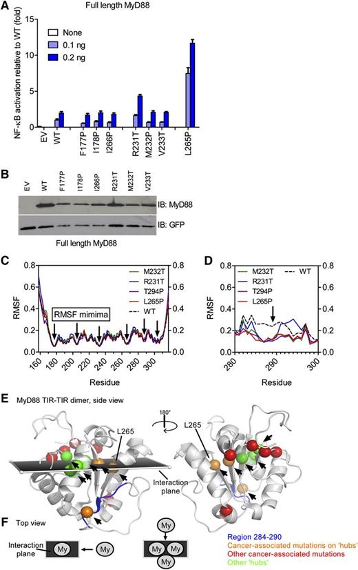 Figure 4. Lymphoma-associated TIR-domain mutants are located at stable communication hubs in the TIR domain. (A-B) HEK293 cells were transfected with plasmids for designed MyD88 mutants and NF-κB–inducible firefly luciferase and constitutive Renilla luciferase reporter plasmids. Twenty-four hours later, cells were lysed and luciferase activity measured (A) or the lysates were run on SDS-PAGE and analyzed by anti-MyD88 immunoblot (B). (C-D) The MyD88 TIR domain contains highly stable RMSF minima. The 40-nanosecond (C) or 100-nanosecond (D) molecular dynamics simulations were done on WT (black dotted line) and mutant (colored as shown) MyD88 NMR structure 2js7 ensemble (composed of 20 structures each, 20 simulations each); shown are averaged data (C) or the single most representative conformer (D). RMSF over the TIR-domain residues were plotted. RMSF profiles are highly similar and show RMSF minima (black arrows pointing to residues 177, 204, 231/232, 265, and 303/304). (E-F) RMSF minima are shown as green or orange (in case they coincide with lymphoma-associated mutations) spheres and map to a plane describing MyD88 dimer formation (see schematic representation, panel F) as proposed by Bovijn et al.20 Communication hubs are indicated by arrows and coincide with RMSF minima or locate in the interaction plane within the MyD88 dimer. Some lymphoma-associated mutations directly map to hub positions (orange spheres) or locate within this plane (red spheres), with the exception of S143 and T294 (red). Hub positions for which so far no lymphoma-associated mutations have been reported are shown as green spheres. The region of higher flexibility in WT (black dotted line) vs mutated (colored as shown) TIR domains in molecular dynamics simulation (F) is shown in dark blue in panel E. EV, empty vector; IB, immunoblot.