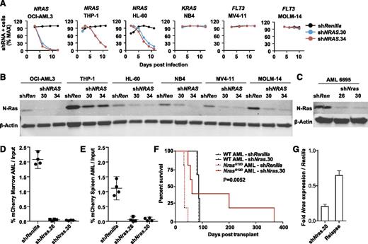 Figure 1. NRAS/Nras expression is required for maintenance of AML harboring oncogenic mutations. (A) Human AML cell lines with mutations in NRAS (OCI-AML3, HL60, THP-1), KRAS (NB4), or FLT3 (MV4-11 and MOLM-14) were infected with control shRenilla targeting Renilla luciferase and 2 independent NRAS shRNAs shown in panel B. Note depletion of NRAS-mutant AML cells expressing either NRAS hairpin. Max, maximum. (B) Western blot demonstrating N-Ras protein knockdown in each of the human AML cell lines using shNRAS.30, 34, and shRenilla control. (C) Western blot demonstrating N-Ras protein knockdown in primary murine NrasG12D AML #6695 expressing shNras.26, shNras.30, or the control shRenilla. We infected AML #6695 with shNras.26, shNras.30, or shRenilla at equivalent multiplicities of infection (input mCherry-positive cells 17% to 29% of total AML), bulk transplanted into recipient mice (n = 4 mice per shRNA), and measured the percentage of mCherry-positive blasts (D) in BM and spleen (E) 3 weeks later. Note the selective dropout of shNras-expressing cells with 2 independent shRNAs (P < .0001). (F) Survival of mice transplanted with NrasG12D AML #6695 (red lines, n = 10) or with a control AML generated in a WT mouse (black lines, n = 6). AMLs were infected with shNras.30 (solid lines) or control shRenilla (broken lines) and sorted to near purity before transplant. Nras knockdown prolongs survival in Nras-mutant AML (P = .0052). (G) Nras message knockdown in primary mouse AML cells before transplant (shNras.30) assessed by quantitative polymerase chain reaction. Early relapse (day 62) shNras.30 mCherry-positive leukemia (relapse) partially restored Nras expression relative to Renilla controls.