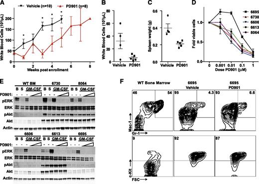 Figure 4. MEK inhibition reduces proliferation in Nras-mutant AML without inducing differentiation. (A) Serial white blood cell counts in secondary transplant recipients of myeloid neoplasms #6730 and #8064 treated with PD901 (red line, n = 8) or a control vehicle (black line, n = 10), with error bars representing the 95% confidence interval (*statistical significance by unpaired t test). Next, mice transplanted with AML #6695 were treated with 4 daily doses of vehicle (n = 4) or PD901 (n = 5) starting 10 days posttransplant. (B-C) PD901 treatment effectively reduced white blood cell counts (P = .045) and spleen size (P = .0057). (D) Normalized viable cell count after 4 days of growth in liquid culture with increasing doses of PD901 in 5 independent N-RasG12D myeloid neoplasms (n ≥ 3 mice per leukemia). (E) Western blot analysis of granulocyte macrophage colony-stimulating factor (GM-CSF) stimulated pERK and phosphorylated Akt (pAkt) in BM cells isolated from transplant recipients of NrasG12D myeloid neoplasms and WT BM control. BM from moribund mice was assayed for level of pERK, total ERK, pAkt, total Akt, and β-actin at B (basal conditions), following S (starvation), and subsequent GM-CSF stimulation in the absence or presence of increasing concentrations of PD901 (0.01, 0.1, and 1 μM). (F) Mice engrafted with AML #6695 were treated with PD901 (n = 5) or vehicle (n = 4) for 4 days (as in panels B and C) and total BM was stained for c-Kit, Mac-1 (CD11b), and Gr-1 surface expression. WT untreated BM is shown as a control. Representative plots are shown, and numbers represent the mean percentage for each gate across replicates.