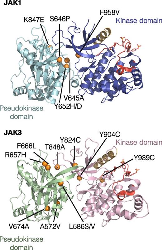Figure 1. Localization of the 16 identified missense point mutations in JAK1 and JAK3. The figure represents the predicted 3-dimensional structure of kinase and pseudo-kinase domains of JAK1 and JAK3 based on the recent TYK2 crystal structure.29 Molecular images were obtained with the PyMOL molecular visualization system. The pseudo-kinase domain is shown in light blue for JAK1 and green for JAK3. The adjacent kinase domain is shown in violet for JAK1 and pink for JAK3. The αC helix is shown in beige and activation loop in red. Mutated residues are indicated with orange balls.
