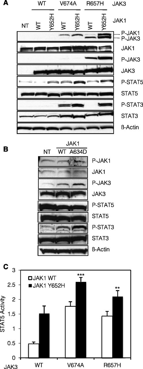 Figure 2. JAK1 and JAK3 mutants cooperatively activate the JAK-STAT pathway. (A) A total of 2 × 106 BW5147 cells nontransduced (NT) or stably transduced with JAK1 (WT or Y652H mutant) together with JAK3 (WT, V674A, or R657H mutants) were lysed and subjected to western blot analysis. The basal phosphorylation level of STAT and JAK proteins was detected using anti-pY694 STAT5, anti-pY705 STAT3, anti-pY1034/1035 JAK1, and anti-pY980/981 JAK3 antibodies. Cells expressed equivalent levels of JAK1 and JAK3, as shown with anti-JAK1 and anti-JAK3 antibodies. Membranes were reprobed with anti-STAT3, anti-STAT5, and anti–β-actin antibodies as loading control. (B) A total of 2 × 106 CMK cells NT or stably transduced with JAK1 (WT or A634D mutant) were lysed and subjected to western blot analysis. Basal phosphorylation level of STAT and JAK proteins was detected using anti-pY694 STAT5, anti-pY705 STAT3, anti-pY1034/1035 JAK1, and anti-pY980/981 JAK3 antibodies. Membranes were reprobed with anti-STAT3, anti-STAT5, anti-JAK1, anti-JAK3, and anti–β-actin antibodies as loading control. (C) HEK293 cells were transiently cotransfected with JAK1 (WT or Y652H mutant), JAK3 (WT, V674A, or R657H mutants), the IL-9Ra chain, and common γ-chain, in addition to the STAT5-responsive luciferase reporter construct pLHRE and the pRLTK plasmid as transfection control. Twenty-four hours posttranfection, cells were lysed and subjected to dual luciferase activity assay. Histograms are means ± standard error of the mean of 5 independent experiments. A 1-way analysis of variance test was performed to compare the condition with the 2 mutants vs each condition with 1 mutant only (**P < .01).
