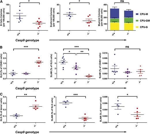 Figure 1. Loss of Casp9 alters hematopoietic progenitor cell frequency. (A) The frequency of B-cell and erythroid progenitors measured in methylcellulose assays was decreased in Casp9−/− FLCs compared with Casp9+/+ FLCs. The frequency and type of myeloid progenitors was not significantly different. (B) The frequency of Kit+ lineage– Sca+ (KLS) cells was increased ∼threefold in Casp9−/− FLCs compared with WT or heterozygous littermates. However, the frequency of long-term stem cells (Kit+lineage–Sca+CD48–CD150+; “SLAM”) within the KLS compartment was significantly lower in Casp9−/− FLCs, resulting in no net alteration in long-term HSC (LT-HSC) abundance. (C) Similar to these in vitro findings, bone marrow harvested from lethally-irradiated WT congenic mice 12 weeks after transplantation with Casp9−/− FLCs had an increase in KLS and a decrease in SLAM cells within the KLS compartment compared with recipients of Casp9+/+ FLCs, resulting in a modest decrease in the frequency of LT-HSCs overall. *P < .05, **P < .005, ***P < .0005; ns, not significant.
