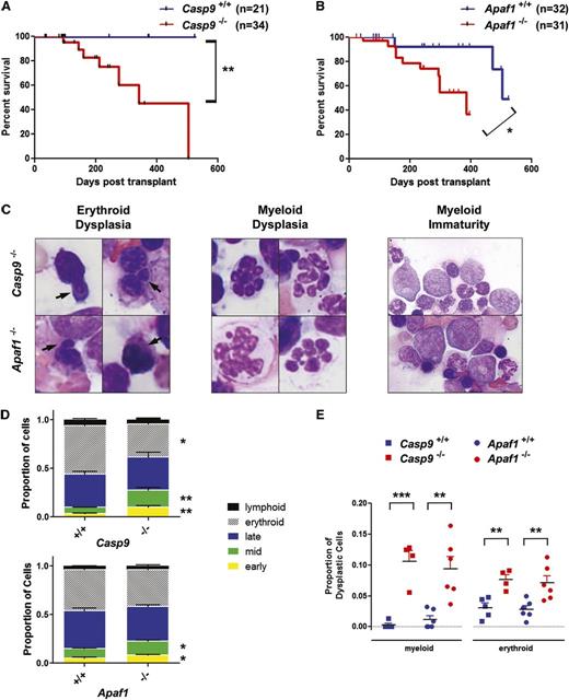 Figure 3. Loss of Casp9 or Apaf1 leads to dysplastic hematopoiesis and reduced survival after transplantation. (A) FLCs from Casp9+/+ or Casp9−/− pups were transplanted into lethally-irradiated WT C57BL/6J recipients. Recipients of Casp9−/− FLCs had significantly decreased survival compared with mice transplanted with Casp9+/+ FLCs. (B) Similarly, recipients of Apaf1−/− FLCs had significantly reduced survival compared with mice transplanted with Apaf1+/+ FLCs. (C) Examination of bone marrow in moribund Casp9−/− or Apaf1−/− transplant recipients revealed signs of erythroid dysplasia (arrows = nuclear blebbing), and features of abnormal myeloid differentiation, including hyperlobulated neutrophils and a shift to less differentiated forms (D). (E) The proportion of cells showing dysplastic changes in the erythroid and myeloid lineages was increased in recipients of Casp9−/− or Apaf1−/− FLCs. *P < .05, **P < .005, ***P < .0005.