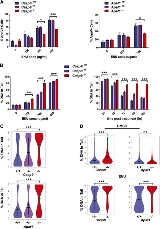 Figure 4. Loss of Casp9 or Apaf1 results in decreased apoptosis and increased DNA damage after ENU treatment. (A) FLCs from Casp9−/− or Apaf1−/− pups (or WT littermates) were treated with ENU or an equivalent concentration of vehicle only (0.1% DMSO) for 1 hour and then allowed to recover for 24 hours. Cells were then stained with Annexin V to measure apoptosis. Casp9−/− and Apaf1−/− FLCs had reduced apoptosis in response to ENU. Each bar represents the mean ± SEM for 3 to 9 mice. (B) To determine whether the reduction in apoptosis detected in Casp9−/− and Apaf1−/− FLCs was associated with an increase in DNA damage in the surviving cells, the alkaline comet assay was used to measure DNA damage in cells exposed to varying doses of ENU with varying lengths of recovery time after exposure. Casp9−/− cells showed increased DNA damage at all ENU doses tested at 72 hours post-ENU treatment. DNA damage decreased over time in ENU-treated Casp9+/+ FLCs as apoptotic cells were cleared, but was sustained at high levels for up to 120 hours after ENU exposure (300 μg/mL) in Casp9−/− FLCs. Each bar represents the mean ± SEM of at least 140 nuclei from 2 to 3 (Casp9+/−) or 3 to 5 (Casp9−/− and Casp9+/+) FLC samples. (C) Comets from Casp9−/− and Apaf1−/− nuclei (300 μg/mL ENU, 72 hours after treatment) had significantly higher levels of DNA damage (% of DNA in tail) compared with other genotypes. Bars show the mean of at least 200 nuclei from at least 3 mice, with vertical lines extending to the first and third quartiles. (D) Lethally-irradiated WT congenic mice were transplanted with Casp9 +/+, Casp9−/−, Apaf1+/+, or Apaf1−/− FLCs and treated with ENU (200 mg/kg IP) or vehicle only (10% DMSO) at 12 weeks posttransplant. Seventy-two hours after injection, mice were sacrificed and bone marrow nuclei were analyzed for DNA damage by comet assay. Consistent with in vitro results, Casp9−/− and Apaf1−/− bone marrow nuclei showed increased levels of DNA damage compared with WT nuclei after ENU treatment (n = 3-4 mice, at least 270 nuclei from each). *P < .05, ***P < .0005.