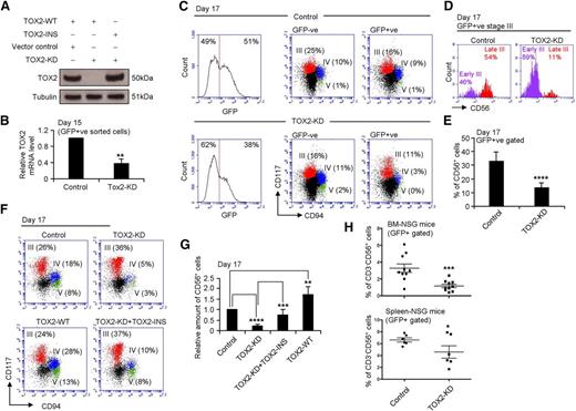 Figure 2. TOX2 regulates NK cell maturation. (A) TOX2-WT or TOX2-INS overexpression construct was cotransfected with either control or TOX2-KD construct into 293T cells. TOX2 protein level was analyzed by western blotting. Results are representative of 3 independent experiments. (B) Total RNA was collected from GFP+ sorted developing cells on day 15 for TOX2 RT-qPCR analysis (n = 4). (C) UCB CD34+ cells transduced with control or TOX2-KD constructs were subjected to in vitro NK cell development. Different developmental stages appeared on day 17 and were analyzed by flow cytometry based on CD117 and CD94 staining in both GFP−ve and GFP+ve populations. Results are representative of 3 independent experiments. (D) Stage III (CD117+CD94−) cells from the GFP+ve populations were gated for the analysis of CD56 expression to distinguish early stage III (CD117+CD94−CD56−) and late stage III (CD117+CD94−CD56+) cells. (E) The quantity of CD56+ cells was compared between control and TOX2-KD GFP+ve populations on day 17 by flow cytometry. Bar charts display the mean percentage ± standard deviation (SD) of 8 independent experiments. (F) Different NK developmental stages among control, TOX2-KD–, TOX2-WT–, or TOX2-KD+TOX2-INS–transduced cells (GFP+ve sorted populations) were compared based on the surface expression of CD117 and CD94 by flow cytometry on day 17. FACS plots are representative of 4 independent experiments with (G) the relative production of CD56+ cells shown as the mean ± SD. (H) Control or TOX2-KD CD34+ cells were intravenously injected into irradiated (250 rad) NSG mice (0.5 × 106 cells/mouse; 10 mice per groups). Six weeks after CD34+ cell transplantation, 2.5 μg of RLI by intraperitoneal injection was administered to mice every 5 days for 3 doses. BM and spleen cells were collected 3 days after the last dose of RLI to analyze GFP+CD3−CD56+ NK cell content by flow cytometry. *P < .05, **P < .005, ***P < .001, ****P < .0001.