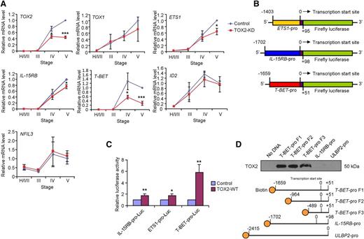 Figure 4. TOX2 directly regulates TBX21(T-BET) transcription during NK cell development in vitro. (A) UCB CD34+ cells transduced with control or TOX2-KD constructs were subjected to in vitro NK cell development. Different developmental stages were gated for GFP expression and were sorted as described in Figure 1D. The expression of TOX2 and other NK cell developmental genes was analyzed by RT-qPCR (n = 3). (B) Schematic representation of PGL3-based luciferase reporter constructs containing the putative promoter of ETS1, IL-15RB, or T-BET. (C) IL-15RB, ETS1, or T-BET reporter construct was cotransfected with vector-control or TOX2-WT expression vector into 293T cells. Luciferase activities were determined 3 days after the cotransfection. Data shown are expressed as fold change relative to the luciferase activity observed in vector-control transfected cells ± SD (n = 3). (D) Total cell lysate collected from TOX2-WT–transiently transfected 293T cells was incubated with streptavidin microbeads with or without the biotinylated T-BET-, IL-15RB-, or ULBP2-promoter probe. Protein fractions pulled down by the microbeads were subjected to western blot analysis to detect the presence of TOX2. Data shown are representative of 3 independent experiments. *P < .05, **P < .005, ***P < .0005.