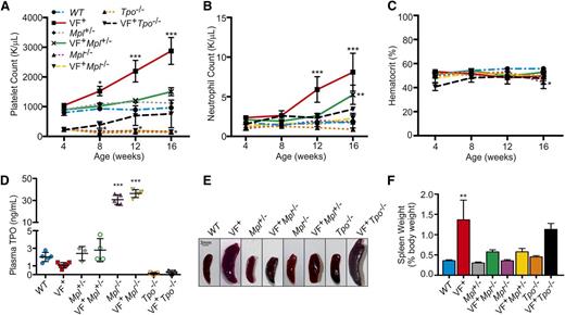 Figure 1. Removal of Mpl or Tpo in JAK2V617F+ MPN mouse models rescues normal hematopoiesis. (A) Platelet, (B) neutrophil counts, and (C) hematocrit were monitored for 16 weeks after birth in WT, JAK2V617F+ (VF+), JAK2V617F+Mpl+/− (VF+Mpl+/−), JAK2V617F+Mpl−/− (VF+Mpl−/−), and JAK2V617F+Tpo−/− (VF+Tpo−/−) mice. Data are presented as mean ± standard error of the mean (SEM); n = 3 to 9 mice per time point. (D) Plasma TPO levels in Mpl and Tpo transgenic mice. Plasma was collected from 16-week-old WT, JAK2V617F+ (VF+), Mpl+/−, JAK2V617F+Mpl+/− (VF+Mpl+/−), Mpl−/−, JAK2V617F+Mpl−/− (VF+Mpl−/−), Tpo−/−, and JAK2V617F+Tpo−/− mice, and TPO levels were quantified by enzyme-linked immunosorbent assay. Each data point represents a single mouse, and bars are presented as mean ± SEM; asterisks indicate significance compared with WT. (E) Representative spleens and (F) weights of spleens harvested from 16-week-old mice. Scale bar, 3 mm.