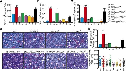 Figure 2. Mpl is essential for the development of JAK2V617F+ MPNs. Data were collected from 16-week-old WT, JAK2V617F+, Mpl+/−, JAK2V617F+Mpl+/−, Mpl−/−, JAK2V617F+Mpl−/−, Tpo−/−, and JAK2V617F+Tpo−/− mice. (A) Number of progenitor cells present per 2 × 104 marrow cells as determined by CFU assays in the presence and (B) absence of cytokine. Data are presented as mean ± SEM; n = 3 to 5. (C) CFU-MK per 1 × 105 marrow cells as determined by Megacult assays in the presence of cytokine. Data are presented as mean ± SEM. n = 3 to 5. (D) Representative hematoxylin and eosin-stained sections of bone marrow with (E) megakaryocyte count and (F) size. Scale bar, 50 μm.
