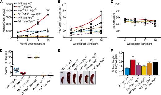 Figure 3. In marrow transplantation models of JAK2V617F+ MPNs, Mpl and Tpo are required for aberrant hematopoiesis. (A) Platelet, (B) neutrophil counts, and (C) hematocrit from WT into WT, JAK2V617F+ into WT (VF+ into WT), Mpl−/− into Mpl−/−, JAK2V617F+ Mpl−/− into Mpl−/− (VF+ into Mpl−/−), WT into Tpo−/−, and JAK2V617F+ into Tpo−/− transplant mice were monitored for 16 weeks after transplant. Data are presented as mean ± SEM; n = 2 to 10 mice per time point. (D) Plasma was collected 16 weeks after transplant from WT into WT, JAK2V617F+ into WT (VF+ into WT), Mpl−/− into Mpl−/−, JAK2V617F+ Mpl−/− into Mpl−/− (VF+ into Mpl−/−), WT into Tpo−/−, and JAK2V617F+Tpo−/− mice, and TPO levels were quantified by enzyme-linked immunosorbent assay. Each data point represents a single mouse, and bars are presented as mean ± SEM; asterisks indicate significance compared with WT into WT. (E) Representative spleens and (F) weights of spleens harvested 16 weeks after transplant. Scale bar, 3 mm.