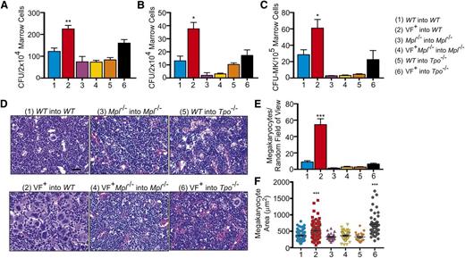 Figure 4. Mpl is required for development of JAK2V617F+ MPNs in marrow transplantation models. Data were collected from WT into WT, JAK2V617F+ into WT (VF+ into WT), Mpl−/− into Mpl−/−, JAK2V617F+ Mpl−/− into Mpl−/− (VF+ into Mpl−/−), WT into Tpo−/−, and JAK2V617F+ into Tpo−/− mice 16 weeks after transplant. (A) Number of progenitor cells present per 2 × 104 marrow cells as determined by CFU assays in the presence and (B) absence of cytokine. Data are presented as mean ± SEM; n = 2 to 12. (C) CFU-MK per 1 × 105 marrow cells as determined by Megacult assays in the presence of cytokine. Data are presented as mean ± SEM. n = 2 to 12. (D) Representative hematoxylin and eosin-stained sections of bone marrow with (E) megakaryocyte count and (F) size. Scale bar, 50 μm.