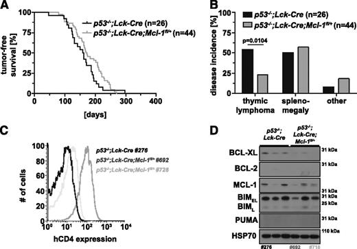 Figure 3. Impact of deletion of 1 allele of Mcl-1 selectively in T-lymphoid cells on thymic lymphoma development in p53−/− mice. (A) Tumor-free survival of p53−/−;Lck-Cre;Mcl-1fl/+ mice (n = 44) in comparison with control mice (p53−/−;Lck-Cre; n = 26; log-rank Mantel-Cox test, P = .1216). (B) Flow cytometric analysis of Mcl-1fl recombination in 2 independent primary thymic lymphoma samples (TCRβ+CD4+CD8+) from p53−/−;Lck-Cre;Mcl-1fl/+ mice compared with a p53−/−;Lck-Cre thymic lymphoma (negative control) by immunofluorescent staining for the human CD4 reporter. (C) Incidence in % of thymic lymphoma, splenomegaly, sarcoma, or other pathologies in the cohorts of p53−/−;Lck-Cre (n = 26) and p53−/−;Lck-Cre;Mcl-1fl/+ mice (n = 44). (D) Analysis of the proteins indicated by western blotting of primary thymic lymphoma samples from mice of the indicated genotypes (representative of 6-10 samples each). Probing for HSP70 was used as a loading control. The numbers below western blots indicate the tumor samples also tested in B.