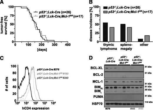 Figure 4. Impact of deletion of both alleles of Mcl-1 selectively in T-lymphoid cells on thymic lymphoma development in p53−/− mice. (A) Tumor-free survival of p53−/−;Lck-Cre (n = 26) and p53−/−;Lck-Cre;Mcl-1fl/fl mice (n = 17; log-rank Mantel-Cox test, P = .8292). (B) Flow cytometric analysis of Mcl-1fl recombination in primary thymic lymphoma samples from p53−/−;Lck-Cre (negative control) and p53−/−;Lck-Cre;Mcl-1fl/fl mice by immunofluorescent staining for the human CD4 (hCD4) reporter. (C) Incidence in % of thymic lymphoma, splenomegaly, sarcoma, or other pathologies in cohorts of p53−/−;Lck-Cre (n = 26) and p53−/−;Lck-Cre;Mcl-1fl/fl mice (n = 17). (D) Analysis of the proteins indicated by western blotting of primary thymic lymphoma samples from mice of the indicated genotypes (representative of 6-10 samples each). Probing for HSP70 was used as a loading control. The numbers below western blots indicate the tumor samples also tested in B. Lanes 1 to 6 are the same image shown in Figure 3D and are presented here for comparison.