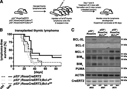 Figure 5. Acute loss of BCL-XL has no impact on the sustained expansion of p53−/−thymic lymphomas in mice. (A) Schematic of the experimental protocol (also used for experiments shown in Figure 6). Lymphomas were harvested from p53−/−;RosaCreERT2 (control), p53−/−;RosaCreERT2;Bcl-xfl/+, p53−/−;RosaCreERT2;Bcl-xfl/fl, p53−/−;RosaCreERT2;Mcl-1fl/+, or p53−/−;RosaCreERT2;Mcl-1fl/fl mice (all Ly5.2+). Lymphoma cells (3 × 106; 3-6 independent primary lymphoma samples per genotype tested) were injected into 6 C57BL/6-Ly5.1+ recipient mice each. Three recipient mice were treated by oral gavage with 4 mg of tamoxifen on days 7 and 8 after lymphoma cell transplantation, and the other 3 recipients were left untreated and served as controls. These mice were then monitored for lymphoma development. The experiment was concluded 90 days after cell transplantation. (B) Lymphoma-free survival of the mice that had been transplanted with lymphoma cells of the genotypes indicated and treated with either tamoxifen (solid lines; to delete the floxed Bcl-x alleles) or had been left untreated (dashed lines; negative control). (C) Analysis of the proteins indicated by western blotting of transplanted thymic lymphoma samples of the indicated genotypes (representative of 3 samples each) that had grown in recipients treated with tamoxifen (tam) or in recipients that had been left untreated (ctrl). Probing for actin was used as a loading control.