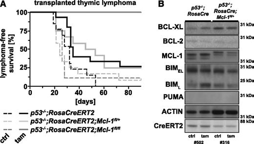 Figure 6. Acute loss of both alleles of Mcl-1 significantly prolongs survival of mice bearing p53−/− lymphomas. This experiment was conducted as described in Figure 5A. (A) Lymphoma-free survival of the mice that had been transplanted with lymphoma cells of the genotypes indicated and treated with either tamoxifen (solid line to delete the floxed Mcl-1 alleles) or that had been left untreated (dashed line; negative control). (B) Analysis of the proteins indicated by western blotting of transplanted thymic lymphoma samples of the indicated genotypes (representative of 3 samples each) that had grown in recipients treated with tamoxifen (tam) or recipients that had been left untreated (ctrl). Probing for actin was used as a loading control. Lanes 1 and 2 are the same samples as shown in lanes 1 and 2 of Figure 5C and are presented here for comparison.