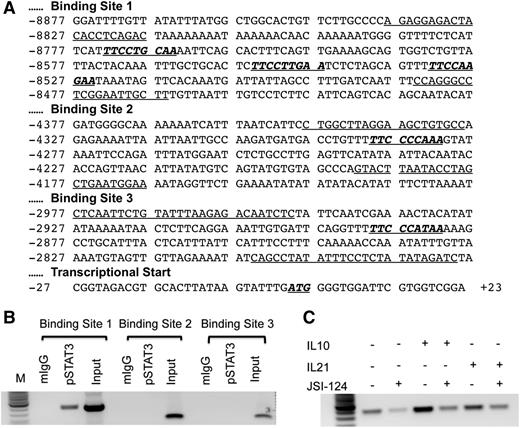 Figure 6. Phosphorylated STAT3 binds upstream of the human NKG2D gene translational start site. (A) The genomic sequence upstream of the NKG2D start site was analyzed using TFSEARCH software to identify putative STAT3 binding elements. Three potential regions were identified, with STAT3 binding elements indicated in underlined bold font. Sequences flanking the binding elements (identified in underlined font) were used as PCR primers. (B) Constitutive binding of pSTAT3 to the putative STAT3 binding sites was determined by PCR for each predicted region following co-ChIP with phosphorylated STAT3 from nonactivated primary human NK cells. (C) Enhanced binding of pSTAT3 to site 1 was assessed in response to treatment of NK cells with 20 ng/mL of IL10 or IL21, with or without JSI-124 for 24 hours. Data are representative of 2 replicate experiments.