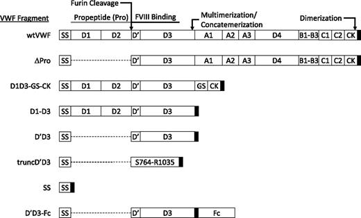 Figure 1. Domain structure of VWF and VWF fragments. Each VWF subunit is composed of multiple domains. The expected valency for the mature form of each VWF fragment is described in the “Methods” section. SS denotes the VWF signal sequence. The D1 and D2 domains (A23-R763) compose the VWF propeptide. Furin cleaves between R763 and S764. The amino acid sequence for a minimal, proteolytic VWF fragment previously found to bind FVIII (S764-R1035)14 lies in the D′ and D3 domains. The approximate locations of disulfide bonds that result in dimerization or multimerization/concatemerization of VWF subunits are indicated. VWF domains contained within each subcloned VWF fragment are depicted as white boxes (deletion is indicated by dashed line). The position of the E and FLAG tags is indicated by the black box. GS denotes glycine-serine–rich linker. The Fc residues (G242-K463) for D′D3-Fc are numbered according to the coding sequence of the mRNA for Mus musculus immunoglobulin heavy chain complex (GenBank# BC003435).