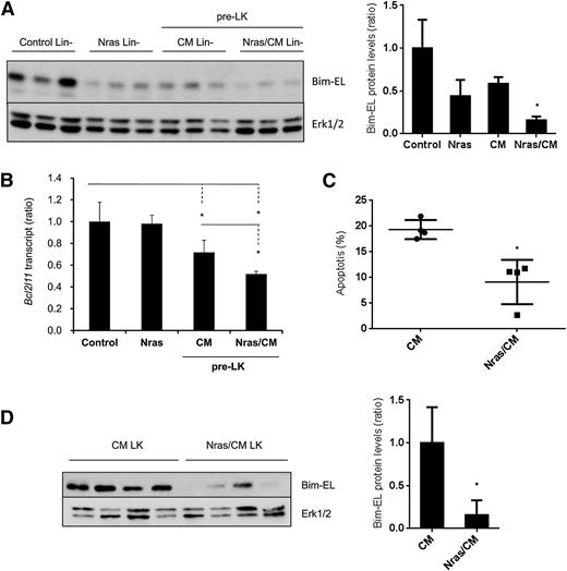 Figure 5. NrasG12D and CBFβ-SMMHC reduce Bim-EL levels in preleukemic and leukemic cells. (A) Western blot analysis of Bim-EL expression in Lin– BM cells from control and Nras, and preleukemic cells from CM and Nras/CM mice; quantification relative to total Erk level (right panel). *P < .05. (B) Bcl2l11 transcript levels in preleukemic (Lin–) BM cells from control, Nras, CM, and Nras/CM mice relative to Actb by quantitative RT-PCR (n = 4, *P < .05). (C) Apoptosis analysis (Annexin V+/7-AAD–) of c-kit+-gated CM or Nras/CM leukemic cells (n = 4, *P < .05). (D) Western blot analysis of Bim-EL expression in CM or Nras/CM leukemic cells used in (C), and quantification relative to total Erk levels (right panel). *P < .05.