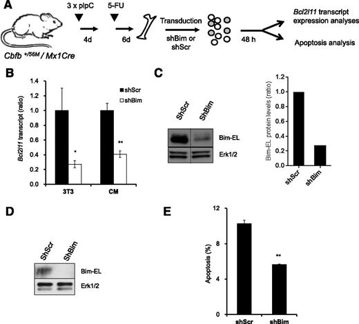 Figure 7. Reduction of Bim-EL levels inhibits apoptosis in CM preleukemic cells. (A) Experimental design of Bim knock-down strategy. (B) Relative Bcl2l11 transcript levels (quantitative RT-PCR) in puromycin-selected NIH-3T3 (3T3) or sorted GFP+7-AAD– CM preleukemic cells infected with either Scrambled shRNA (shScr) or Bim shRNA (shBim). *P < .05, **P < .01. (C) Western blot analysis of Bim-EL levels in puromycin-selected NIH-3T3 cells (left panel); quantification of Bim-EL protein levels normalized to Erk1/2 (right panel). A vertical line has been inserted to indicate a repositioned gel lane. (D) Western blot analysis of Bim-EL levels in sorted GFP+7-AAD– CM preleukemic cells. (E) Quantification of apoptosis (Annexin V+/7-AAD–) levels in c-kit+ GFP+ CM preleukemic cells infected with either Scrambled (shScr) or Bim (shBim) shRNA. **P < .01.