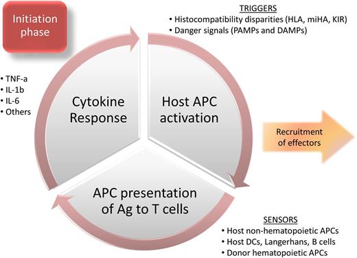 Figure 1. Initiation phase of aGVHD.
