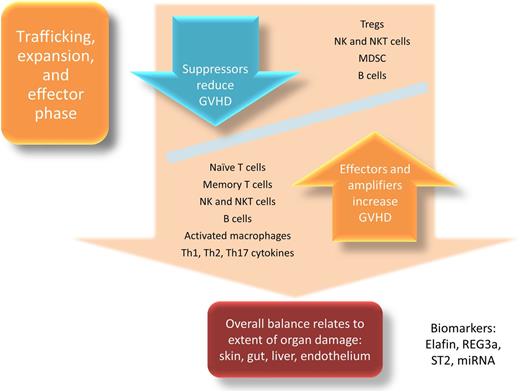 Figure 2. Expansion, trafficking, and effector phase of aGVHD.