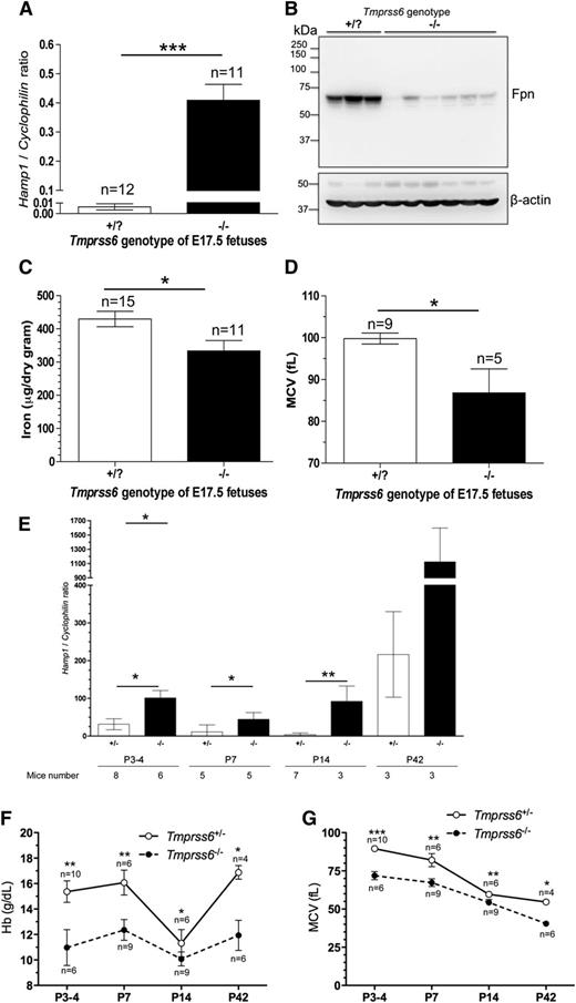Figure 1. Results of hyperhepcidinemia in the livers of E17.5 Tmprss6−/− fetuses and during postnatal development on iron homeostasis and hematological parameters. The phenotype analyzed in E17.5 fetuses include liver Hamp1 mRNA levels relative to Cyclophilin expression assessed by quantitative polymerase chain reaction (A); placenta ferroportin (FPN), membrane protein expression assessed by western blot analysis with β-actin as a loading control (B) (quantification of the membrane was performed using ImageJ and is presented in supplemental Figure 7); total nonheme body iron (C); and MCV (D). The phenotype analyzed during postnatal development included liver Hamp1 mRNA (E), Hb (F), and MCV (G). Data are presented as mean ± standard deviation. *P < .05; **P < .005; ***P < .0005
