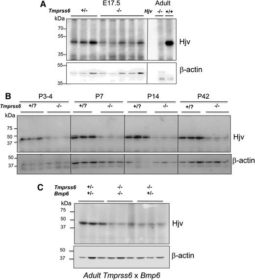 Figure 2. Reduction of hepatic membrane HJV protein in Tmprss6−/− E17.5 fetuses and neonates. Analysis of liver membrane Hjv protein in Tmprss6−/− E17.5 fetuses (A) and during postnatal development (B) or in adult Tmprss6 × Bmp6 mice (C) assessed by immunoblot analysis. A representative blot is presented. A sample from an adult Hjv−/− mouse was used to control the specificity of the Hjv-related band. Antibody recognizing β-actin was used as a loading control. Quantification was performed using ImageJ and is presented in supplemental Figure 7.