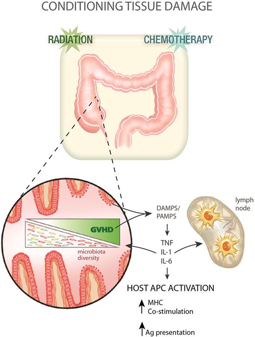 Figure 1. GVHD pathophysiology phase 1: transplant conditioning and inflammation. Following conditioning (radiation and/or chemotherapy), the integrity of the GI mucosa becomes compromised allowing the release of DAMPS and PAMPS, which in turn promote the production of proinflammatory cytokines from recipient cells. These cytokines contribute to host APC (hematopoietic and nonhematopoietic) activation in the gut and lymphoid tissue. GVHD impacts on the gut microbiota, reducing its diversity with a loss of enteric commensal organisms and an outgrowth of pathogenic microbes that further exacerbates the pathological DAMP/PAMP cascade.