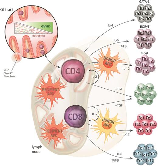Figure 2. GVHD pathophysiology phase 2: donor T-cell priming and differentiation. Donor CD4 T cells contained within the graft are activated by the inflammatory milieu early after conditioning, facilitating their rapid access to the gut and lymphoid tissue. Once in the gut, MHC class II–expressing recipient nonhematopoietic APCs can initiate priming to host antigens while recipient hematopoietic APC initiate priming in lymphoid tissue. Recipient hematopoietic APCs appear to be the dominant APCs for CD8 T-cell priming. Donor APCs can further contribute to this priming process. Activation in the presence of various cytokines (particularly IL-4, IL-6, and IL-12) instructs T-cell differentiation along specific lineage pathways (type 2, type 17, and type 1, respectively). The transcription factors GATA-3, RORγt, and T-bet are critical for these Th2, Th17, and Th1 differentiation pathways. Tregs are differentiated in the presence of IL-2 and TGFβ (in the absence of IL-6) and abrogate the differentiation of effector T cells via effects on DCs and effector T cells themselves.