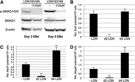 Figure 2. Small-molecule–based inhibition of BMP signaling results in increased primitive myeloid potential. (A) Murine EBs were treated for 24 hours with 0.25 μM LDN, harvested on the indicated days of EB differentiation, and subjected to western blotting analysis of pathway-restricted R-SMAD phosphorylation. Phospho-SMAD levels were compared with total expression of SMAD1, and β-actin was used as a loading control. Embryoid bodies treated with LDN on day 2 or 4 of EB differentiation were cultured to day 6, harvested, and seeded on cytokine-supplemented methylcellulose medium to gauge primitive hematopoietic potential, including (B) erythroid progenitors and early myeloid lineages, (C) macrophage progenitors, and (D) megakaryocyte progenitors. Results of hematopoietic progenitor assays are reported as mean ± SEM from at least 3 experimental repeats, with values normalized to relevant controls. **P < .01. EryP, erythroid progenitor; MacP, macrophage progenitor; MegaP, megakaryocyte progenitor.