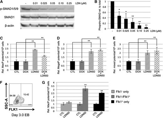 Figure 3. Control of myeloid potential by BMP signaling is SMAD-independent. (A) Titration of LDN compound and western blotting analysis of SMAD1/5/9 phosphorylation compared with total SMAD1 expression shows dose dependence of BMP signaling in day 4/5 EBs, with ∼50% inhibition achieved under conditions of 0.01 μM LDN (B, henceforth noted as LDN50). Analysis of myeloid potential by methylcellulose colony assays to examine (C) macrophage, (D) megakaryocyte, and (E) mixed lineage progenitors shows persistence of myeloid phenotype after LDN treatment regardless of whether baseline is untreated control (black bar compared with thin-striped bar) or dox-induced Smad5/Smad1 knockdown (gray bar compared with wide-striped bar). (F) Effects of BMP signaling inhibition on myeloid potential were examined on progenitors by sorting Flk1+ cells from day 3 EBs, and reculturing them 24 hours later in the presence of LDN50. Shown is a representative sort. (G) Macrophage potential was measured; gray bars correspond to FLK1− cells, striped bars to a 50/50 mix of FLK1− and FLK1+, and black bars to cultures containing FLK1+ only. Colony assays were each performed at least 3 separate times, with samples counted in triplicate. *P < .05; **P < .01.