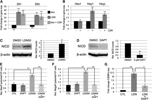 Figure 4. SMAD-independent BMP control of myeloid potential is dependent on NOTCH, associated with increased expression of Δ-like ligands. (A) Quantitative RT-PCR analysis of Δ-like genes Dll1 and Dll3 in day 5 EBs after 24-hour treatment with dox to deplete Smad5 and Smad1 (black bar); LDN only to inhibit BMP signaling (gray bar); or dox + LDN demonstrating that enhanced expression is SMAD-independent (striped bar). (B) qPCR analysis of NOTCH effector genes 24 hours after BMP inhibition with LDN. (C) Western blotting analysis of changes in NOTCH activation via cleaved receptor intracellular domain levels (NICD), 24 hours after BMP inhibition by LDN50 in day 4 EBs. (D) Western blotting analysis of NICD 24 hours after 5 μM DAPT treatment of day 4 EBs. Representative blots are shown with densitometric analysis of relative levels compared with untreated controls. Methylcellulose colony assay analyses of (E) macrophage and (F) megakaryocyte potential under conditions of LDN50 treatment alone (compare small striped gray bars to black control bars) or in combination with 5 μM DAPT (compare gray bars to large striped bars), with each experiment performed at least 3 separate times. (G) qPCR analysis of transcript levels for myeloid regulatory transcription factor C/EBPα on day 8 of EB differentiation after day 4 treatment with LDN alone (compare black control bar to gray bar), or cotreatment with LDN + 5 μM DAPT (compare gray bar to striped bar). Values in qPCR assays are reported as mean ± SEM from at least 3 experimental repeats, normalized to untreated controls, and compared with Gapdh as a reference gene. In all experiments, *P < .05 and **P < .01.