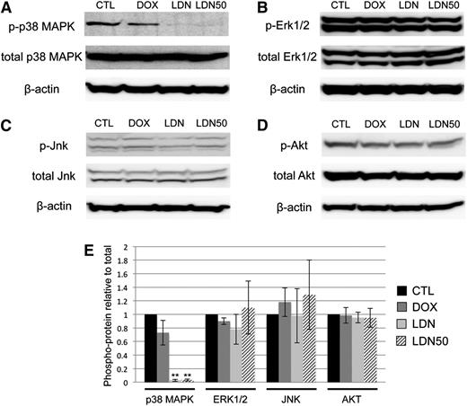 Figure 5. BMP inhibition by LDN is associated with deactivation of p38MAPK. Phosphorylation states of reported downstream kinases responsive to SMAD-independent BMP signaling were probed in western blotting experiments and compared with total protein levels with β-actin as a loading control. (A) p38MAPK Thr/Tyr phosphorylation was markedly downregulated after overnight treatment with either full-dose LDN or LDN50 to achieve ∼100% or 50% BMP signaling inhibition, respectively, with co-depletion of SMAD1/5 by dox induction resulting in no significant changes in p38 phosphorylation. In contrast, (B) Thr/Tyr phosphorylation of ERK1/2, (C) Thr/Tyr phosphorylation of JNK, and (D) Ser phosphorylation of AKT displayed no significant changes compared with controls for any treatment. (E) These relationships are presented as quantified densitometry data, where **P < .01.