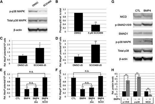 Figure 6. Direct inhibition of p38MAPK signaling is sufficient to control primitive myeloid potential. (A) Western blotting analysis of total and phospho-p38 levels after treatment of day 5 EBs with DMSO (vehicle control) or SCIO469, a small-molecule inhibitor specific to the p38-α isoform. (B) Densitometric analysis from 3 separate experiments, with phospho-p38 normalized to total p38 protein expression levels. Primitive myeloid potential was analyzed using methylcellulose-based progenitor colony assays, which showed that (C) MacP and (D) MegaP potential after direct p38MAPK inhibition is enhanced to levels similar to those observed after BMP inhibition. Macrophage (E) and megakaryocyte (F) potential was analyzed in serum-free EB cultures after addition at day 4 of recombinant BMP4, with or without the p38-α inhibitor SCIO469. BMP4 treatment directly attenuated myeloid potential and this was rescued by simultaneous p38 inhibition. Furthermore, BMP4 increased p38 activation and decreased NOTCH pathway signaling, measured by western blotting analysis of phospho-p38 and cleaved NOTCH intracellular domain, respectively (G). Western blotting results are quantified from 3 separate experiments in panel H. Values are normalized to DMSO-treated (A-F) or untreated (G-H) controls; asterisks indicate significance, with *P < .05 and **P < .01, respectively. DMSO, dimethylsulfoxide.