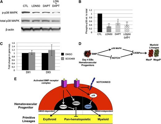 Figure 7. NOTCH and p38 function in parallel pathways to balance primitive myelopoiesis. (A) p38MAPK activation was examined in day 5 EBs by western blotting experiments under conditions of LDN50 treatment alone or in combination with 5 μM DAPT treatment, with β-actin as loading control. (B) Phospho-p38 levels were analyzed in comparison with total p38, and reported as mean ± SEM from 3 separate experiments. *P < .05 and **P < .01, respectively. Although DAPT alone decreases pp38 levels, it is not as significant as LDN, and does not impact myeloid output in the absence of LDN. (C) qPCR analysis of Dll1 and Dll3 Notch ligand genes after p38 inhibition with SCIO469. (D) Model diagram of BMP signaling control of myeloid potential proposing parallel pathways that function downstream through NOTCH and p38MAPK and converge to balance C/EBP levels. (E) The schematic summarizes ways that BMP signaling modulates primitive hematopoiesis through both SMAD-dependent and SMAD-independent mechanisms. Based on ESC differentiation studies, SMAD1 normally functions in hematovascular precursors to generally restrict myeloid and erythroid (panhematopoietic) potential. SMAD5 normally balances this effect while at the same time uniquely promoting primitive erythroid potential. BMP receptor activation separately functions to restrict C/EBPα-regulated myeloid capacity, independent of SMAD activity, through p38MAPK activation and Notch pathway inhibition.