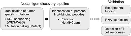Figure 1. Schematic representation of a strategy to systematically discover tumor neoantigens. Tumor-specific mutations in cancer samples are detected using WES or WGS and identified through the application of mutation calling algorithms (such as Mutect).33 Next, candidate neoepitopes can be predicted using well-validated algorithms (NetMHCpan), and their identification can be refined by experimental validation for peptide-HLA binding and by confirmation of gene expression at the RNA level. These candidate neoantigens can be subsequently tested for their ability to stimulate tumor-specific T-cell responses.