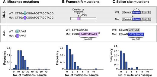 Figure 2. Frequency of classes of point mutations that have the potential to generate neoantigens in CLL. Analysis of WES and WGS data generated from 91 CLL cases26 reveals that (A) missense mutations are the most frequent class of the somatic alterations with the potential to generate neoepitopes, whereas (B) frameshifts and (C) splice-site mutations constitute rare events.
