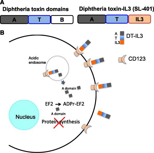 (A) The fusion of IL3 at the C terminus of the truncated diphtheria toxin. The binding domain of diphtheria toxin, located at the C terminus, is deleted and replaced by IL3. Thus, the cytotoxicity of the fusion protein is targeted to cells expressing IL3 receptors (CD123). The domain names are as follows: A, active enzyme domain; T, translocation domain; B, binding domain. The binding domain is removed and replaced by IL3 to form DT-IL3, which is called SL-401 in Frankel et al.1 (B) The pathway of binding, entry, and killing by DT-IL3. DT-IL3 binds CD123 and is internalized, and the A chain is processed proteolytically to release the A chain. The A chain translocates from acidic endosomes to the cytosol. In the cytosol, the A chain ADP-ribosylates EF2 and inhibits protein synthesis. Cells die because they cannot make new protein.
